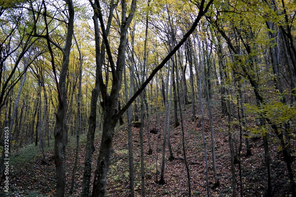Fototapeta premium forest landscape in autumn colors