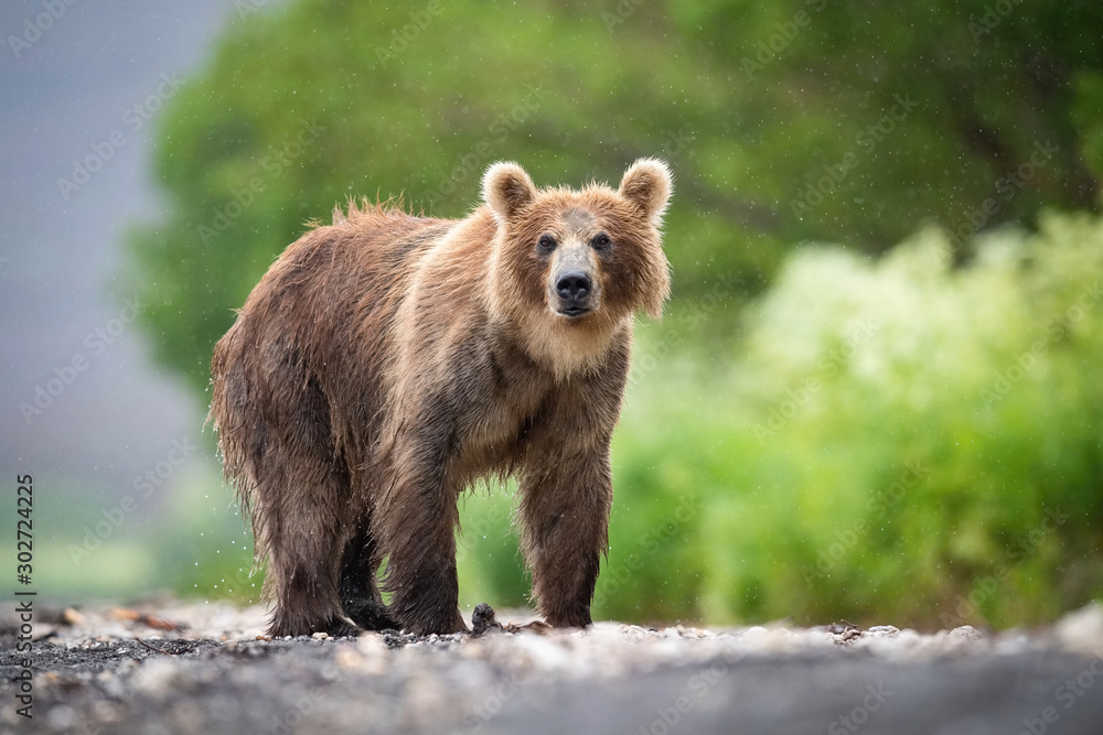 The Kamchatka brown bear, Ursus arctos beringianus catches salmons at Kuril Lake in Kamchatka, running in the water, action picture.. The Kamchatka brown bear, Ursus arctos beringianus catches salmons at Kuril Lake in Kamchatka, running in the water, action picture..
