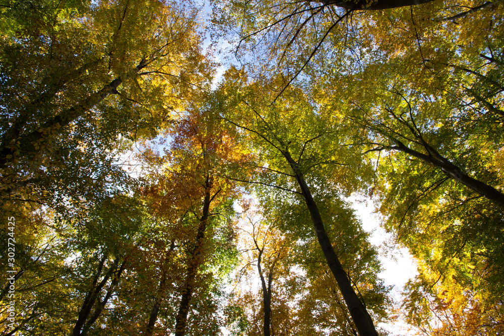 Herbst, Wald, Naherholung, Natur im Wandel Herbst, Wald, Naherholung, Natur im Wandel