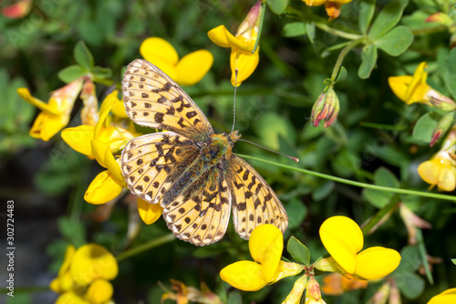 Closeup of a butterfly, Boloria sp. belonging to the Argynnini, resting on the yellow flowers of bird's-foot trefoil, Lotus corniculatus. photo