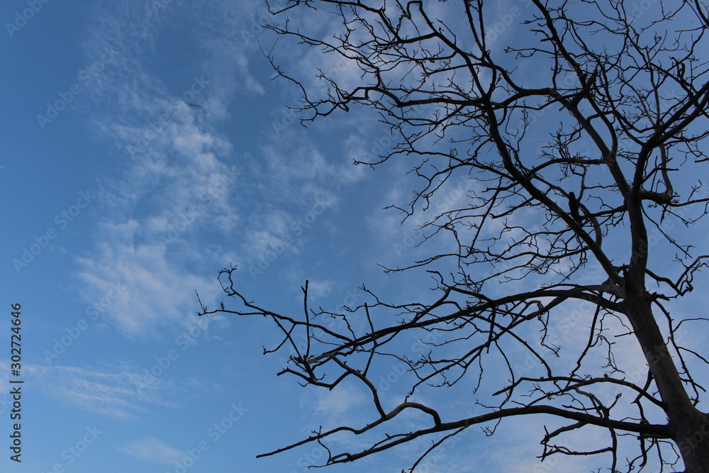 branches of a tree against blue sky branches of a tree against blue sky