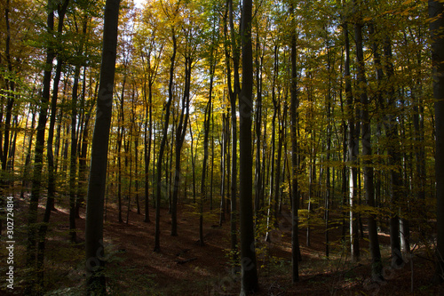 Fototapeta Naklejka Na Ścianę i Meble -  Herbst, Wald, Naherholung, Natur im Wandel