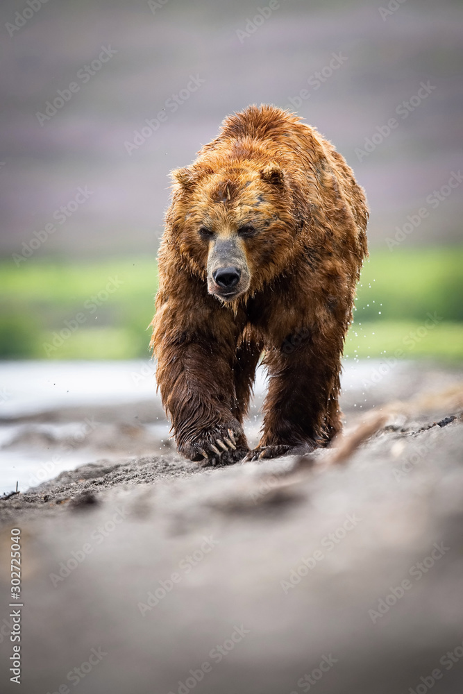 Fototapeta premium The&nbsp;Kamchatka&nbsp;brown&nbsp;bear, Ursus arctos beringianus catches salmons at Kuril Lake in Kamchatka, running in the water, action picture..
