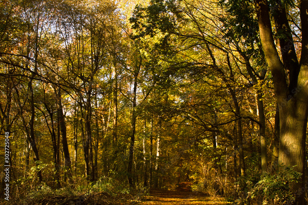 Fototapeta premium Herbst, Wald, Naherholung, Natur im Wandel
