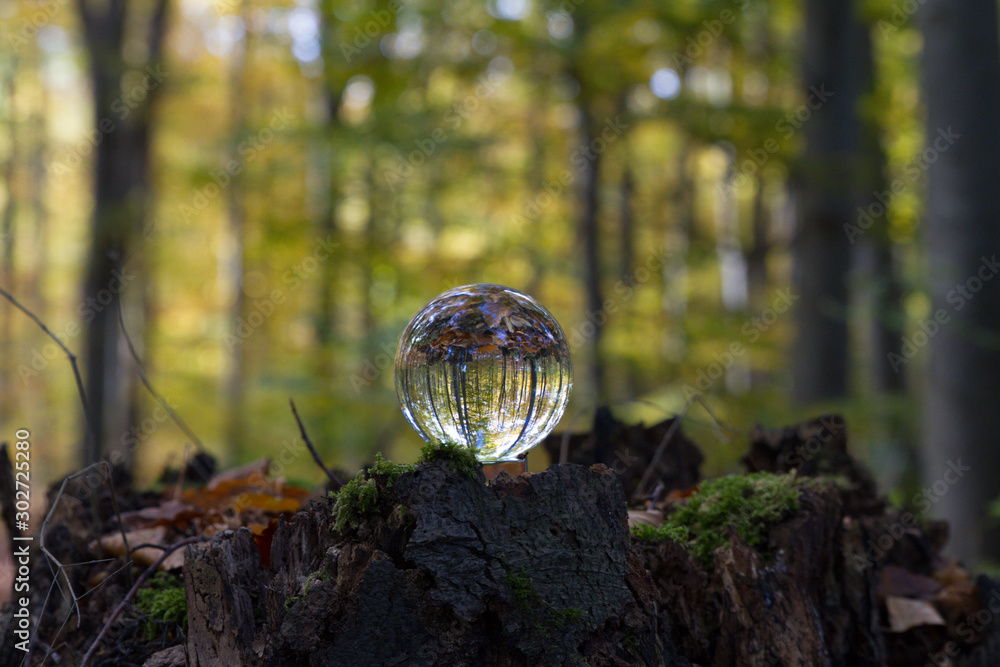 Herbst, Wald, Naherholung, Natur im Wandel Herbst, Wald, Naherholung, Natur im Wandel