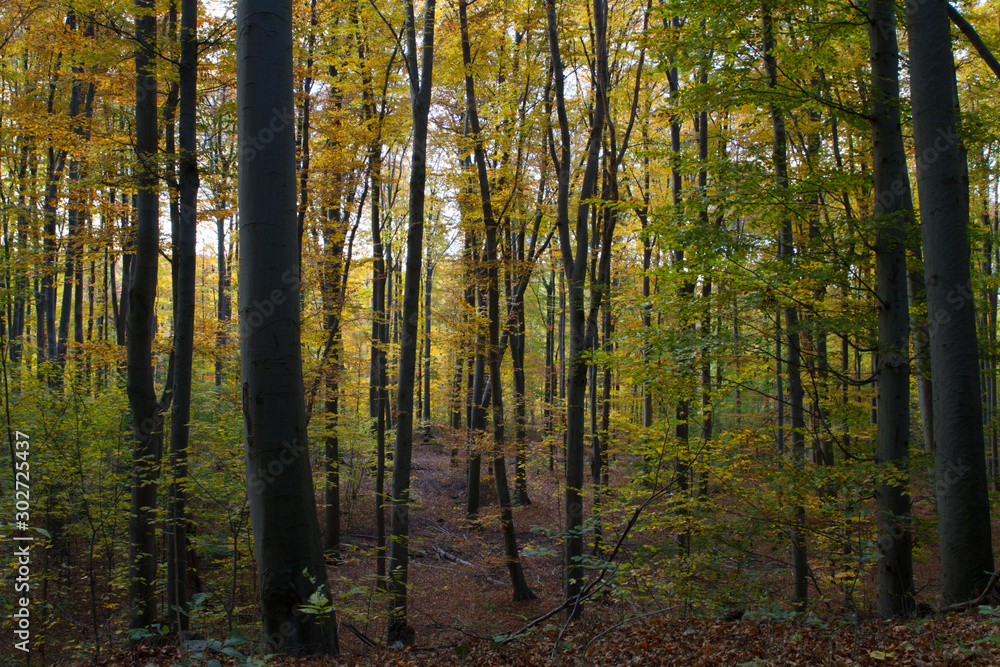 Fototapeta premium Herbst, Wald, Naherholung, Natur im Wandel