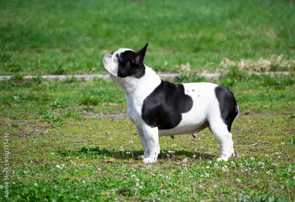 French bulldog on grass garden