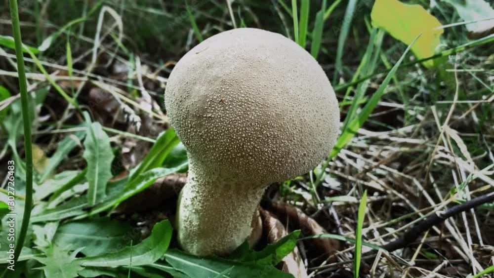 Lycoperdon or puffball mushroom closeup, macro shot in the forest in Europe, Poland. Lycoperdon or puffball mushroom closeup, macro shot in the forest in Europe, Poland.