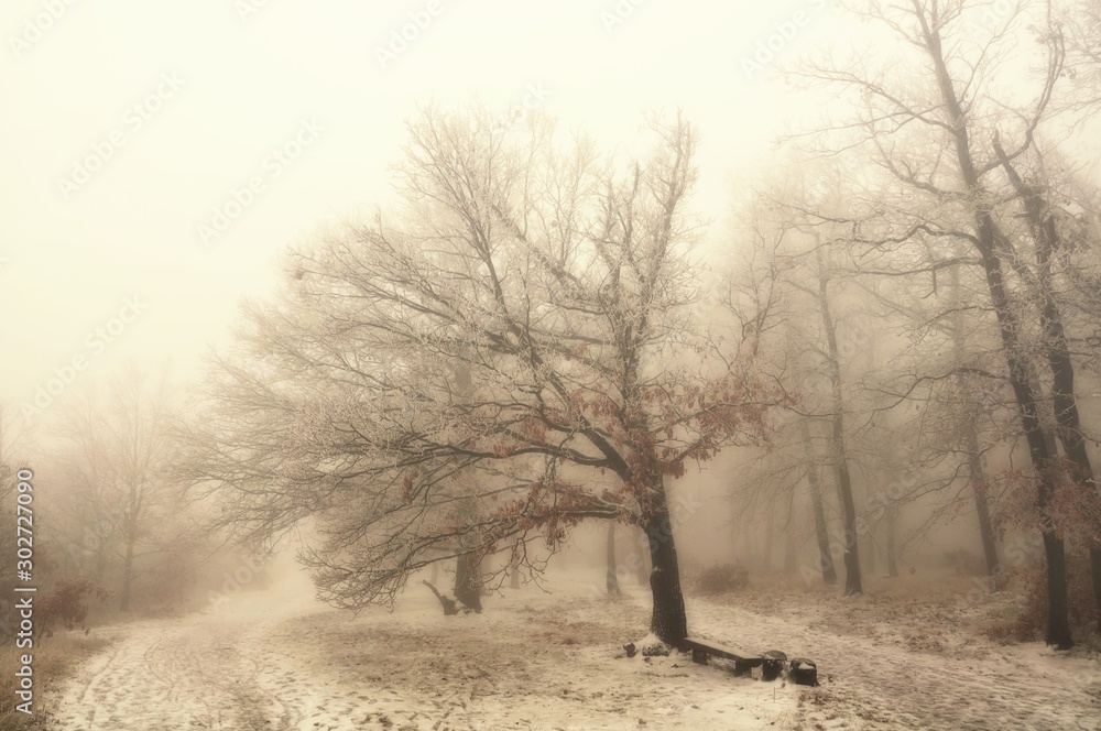 Mysterious winter foggy landscape. Broad leaf trees in fog, gloomy creepy landscape, glaze ice and rime, snow. . Mysterious winter foggy landscape. Broad leaf trees in fog, gloomy creepy landscape, glaze ice and rime, snow. .
