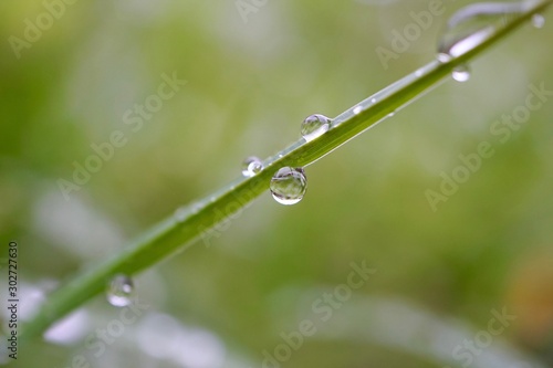 rain drops on the green grass in the nature in autumn