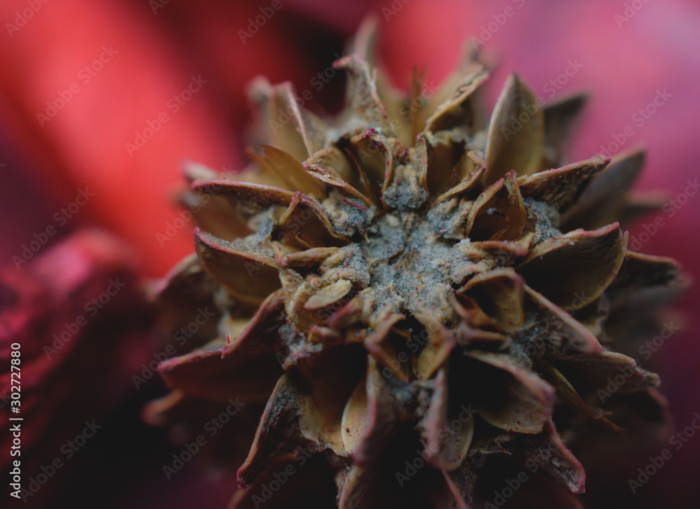 Closeup of Casuarina Cone Isolated on Red Background Closeup of Casuarina Cone Isolated on Red Background