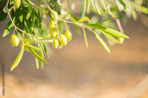 Photo Olive bunch with green young olives on blurred background