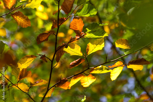 autumn sunny tree leaves background