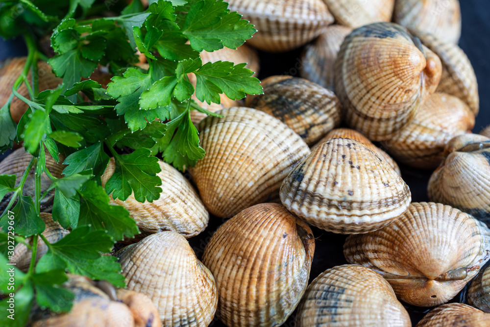 Close-up of raw cockles with parsley branches on dark slate background in horizontal Close-up of raw cockles with parsley branches on dark slate background in horizontal