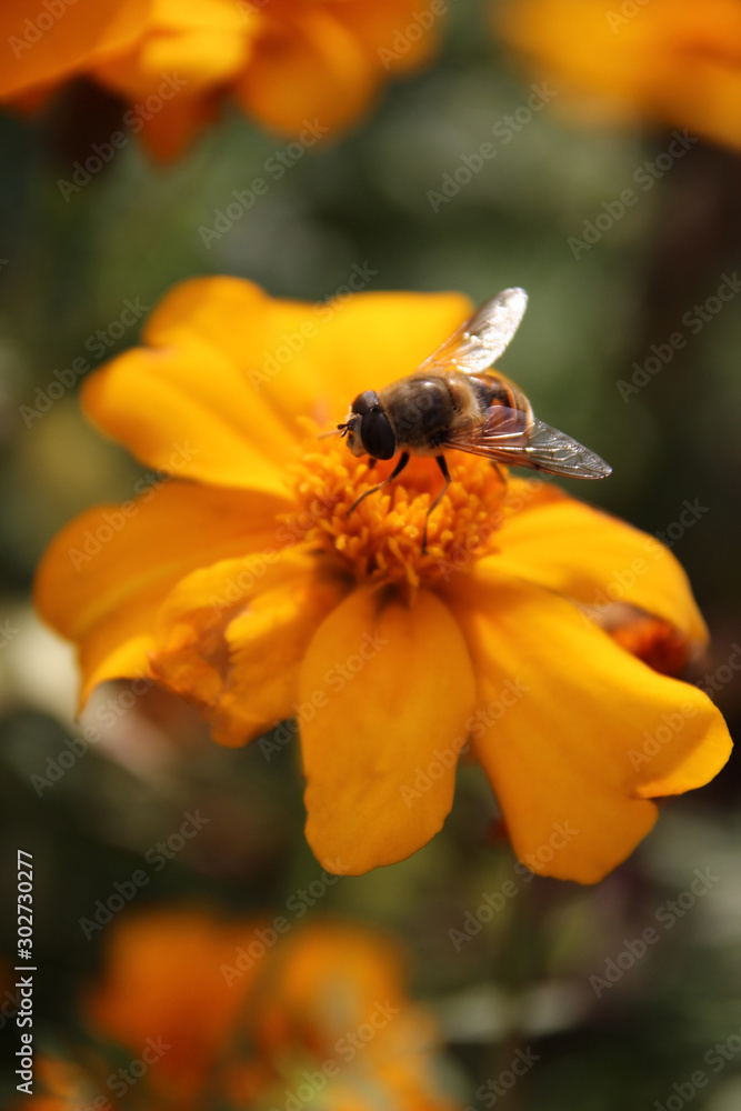 Fly on yellow flower on sunny summer day. Selective focus.. Fly on yellow flower on sunny summer day. Selective focus..