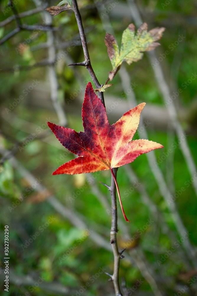 Fototapeta premium red tree leaves in the nature in autumn season, autumn colors