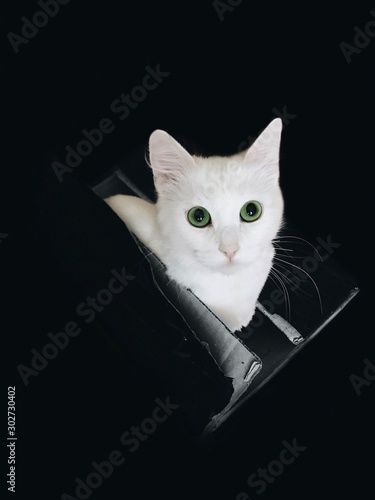 White cat with green eyes sitting in a black box on a black background