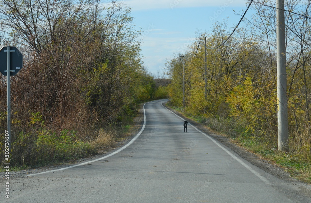 Fototapeta premium one black dog on the way