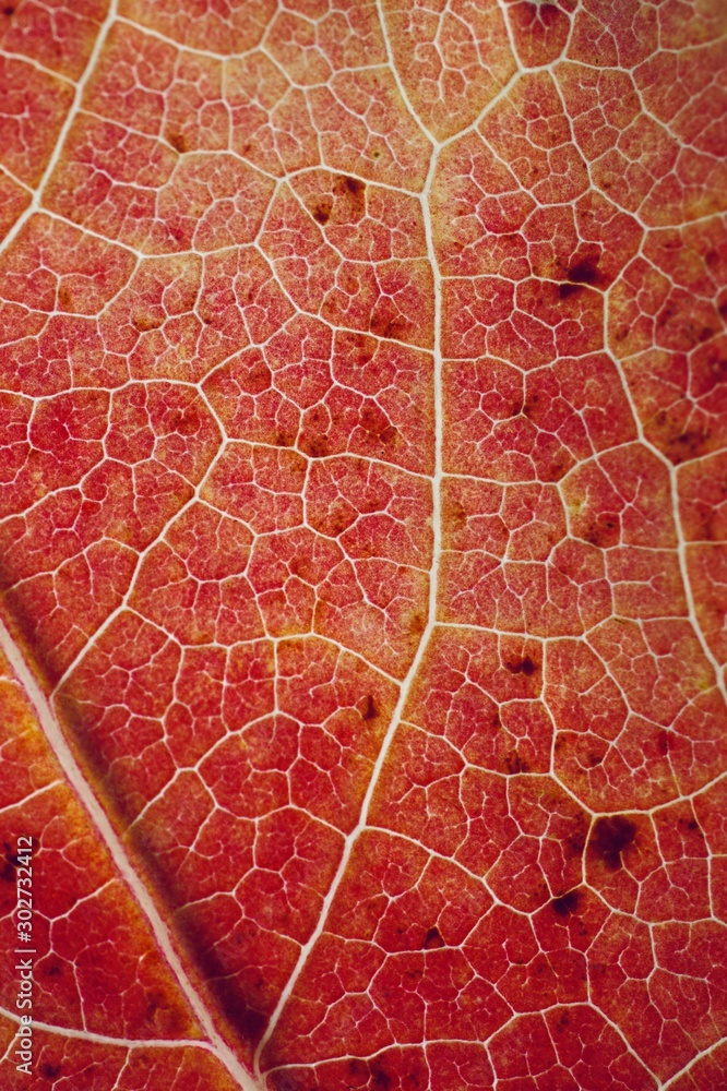 Obraz premium red tree leaf textured with autumn colors, autumn season