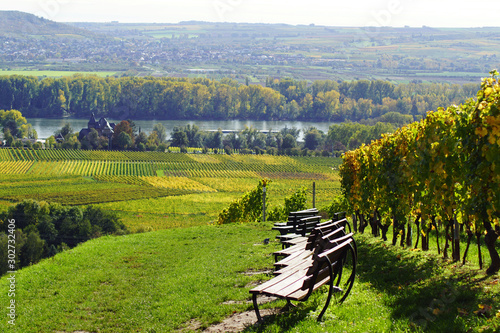 Weinreben mit Blick auf den Rhein in Geisenheim im Rheingau am Rheinsteig in Hessen Deutschland	 photo