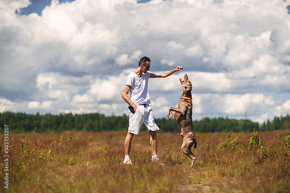 Man training dog in rural field in summer day Man training dog in rural field in summer day