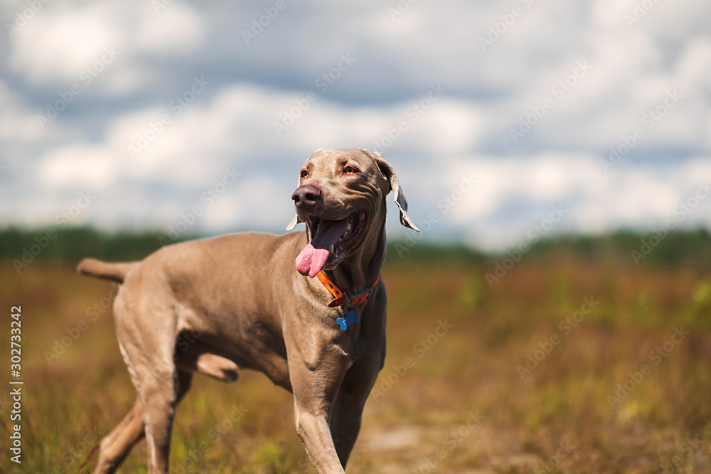 Weimaraner dog standing in sunny countryside field