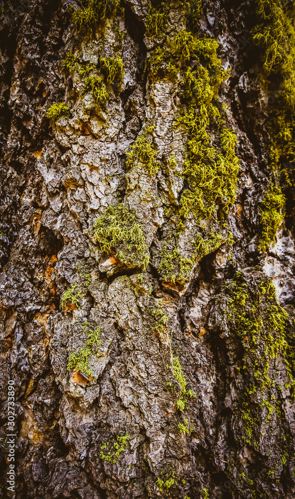 Mossy Tree Bark