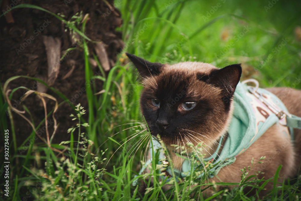 Retrato de gato siamés tradicional con ropa de mascota posando en un jardín