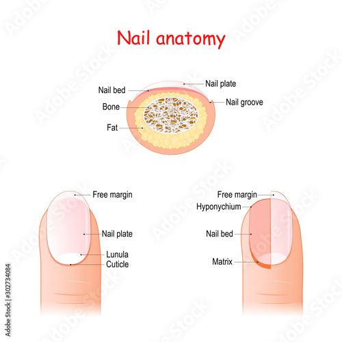 Nail Structure and anatomy. photo