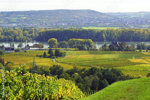 Weinreben mit Blick auf den Rhein in Geisenheim im Rheingau am Rheinsteig in Hessen Deutschland