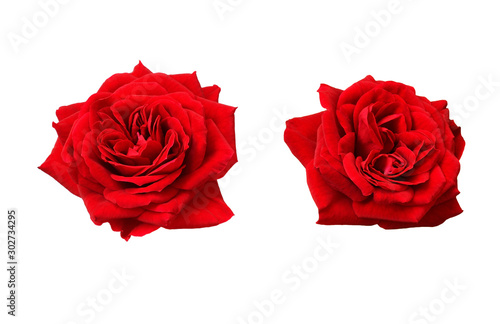 Set of red rose flowers