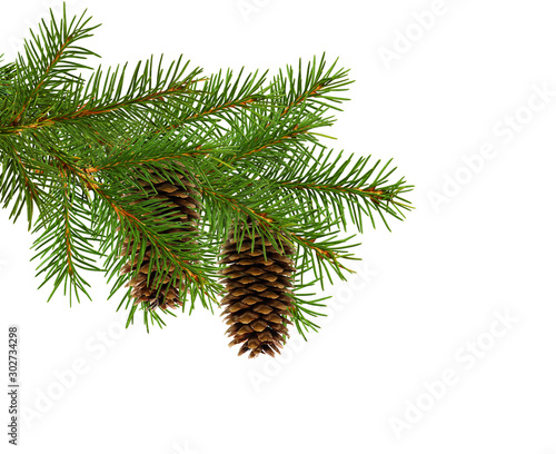 Branch of Christmas tree with cones
