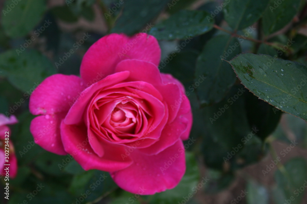 pink rose in garden pink rose in garden