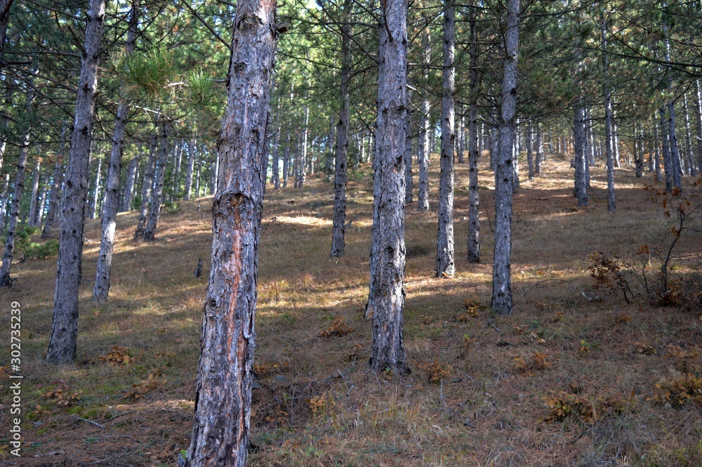 forest landscape in the fall