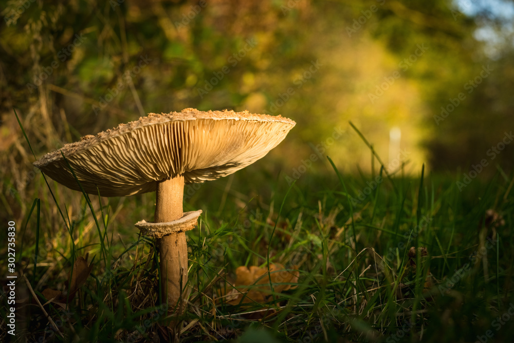 Fototapeta premium Ein wunderschöner Riesenschirmpilz steht am Waldrand eines Laubwaldes, die Sonne scheint und die Herbstblätter leuchten, der Blick kann dem Waldweg folgen