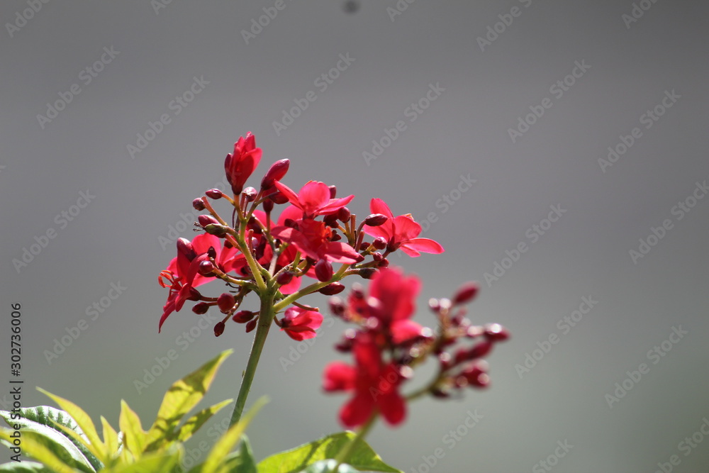 Fototapeta premium red flowers in the garden