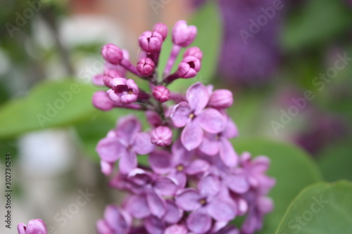 Lilac in garden