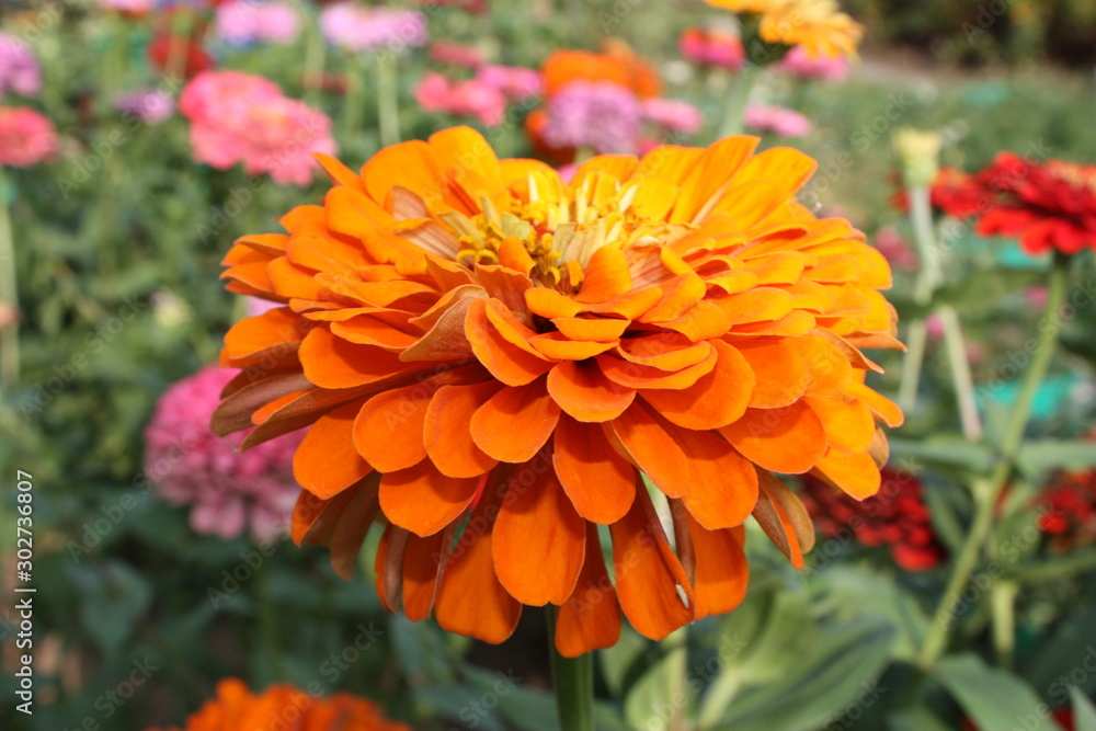 orange flower in garden orange flower in garden