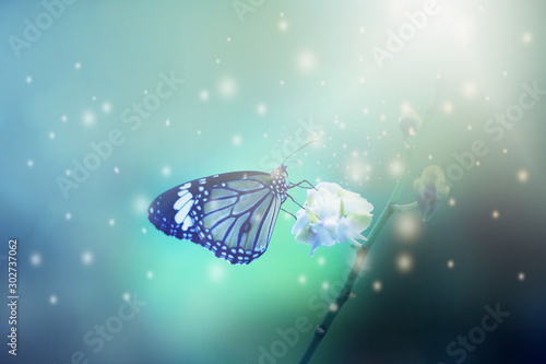 Close up butterfly on flowers and soft blurred abstract nature background. © Ubonwan