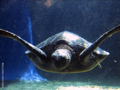 Leatherback Turtle 