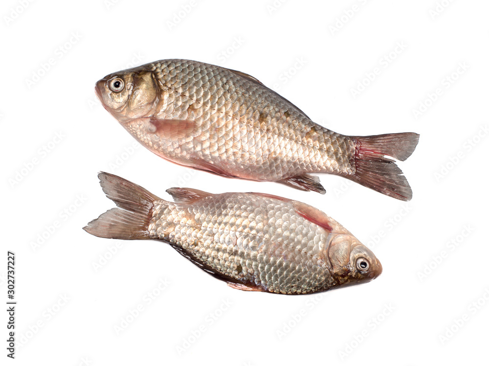 Two crucian carps closeup on a white background Two crucian carps closeup on a white background