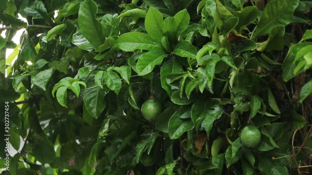 Passion fruit Passion fruit