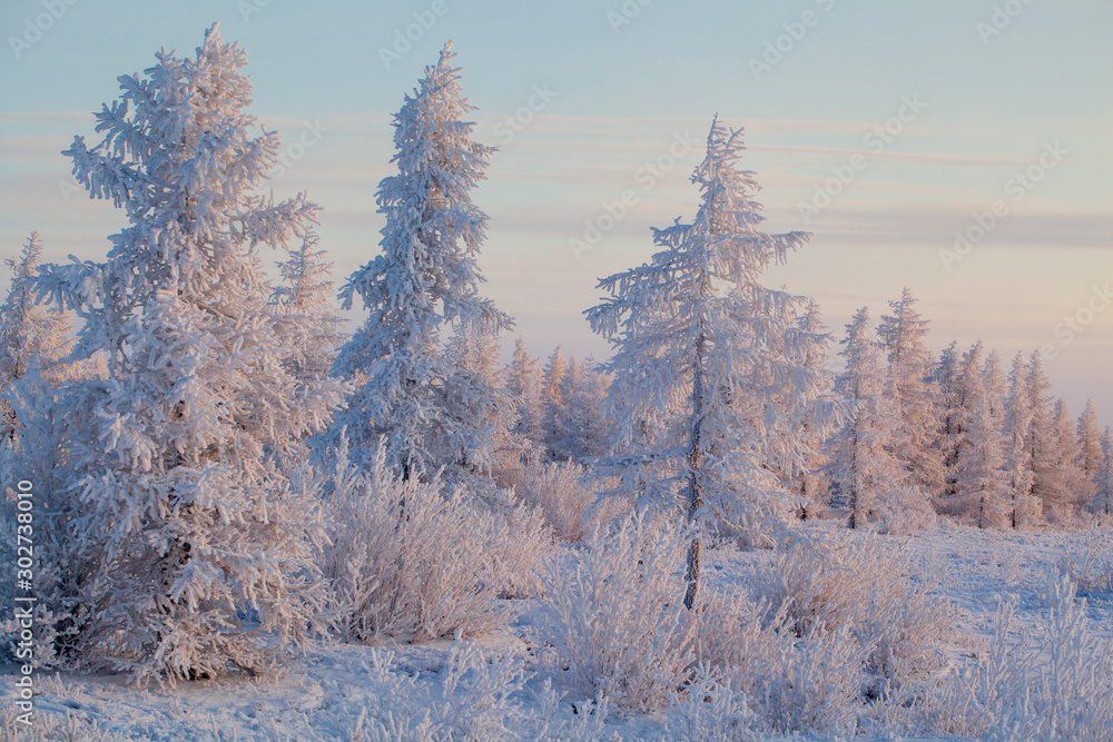 Beautiful winter landscape, frost on the branches of trees, the first snow, Beautiful winter landscape, frost on the branches of trees, the first snow,