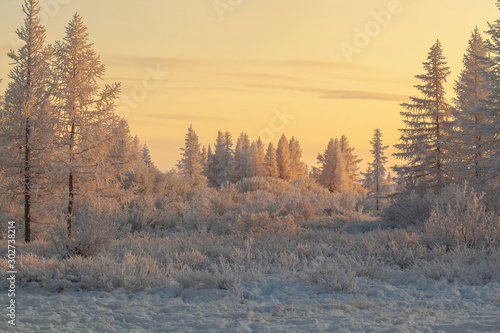  Beautiful winter landscape of tundra   frost on the branches of trees  the first snow  Arctic Circle.