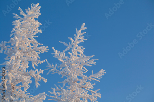  Beautiful winter landscape of tundra , frost on the branches of trees, the first snow, Arctic Circle.