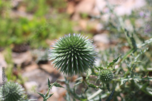 Close up of spiky flower head