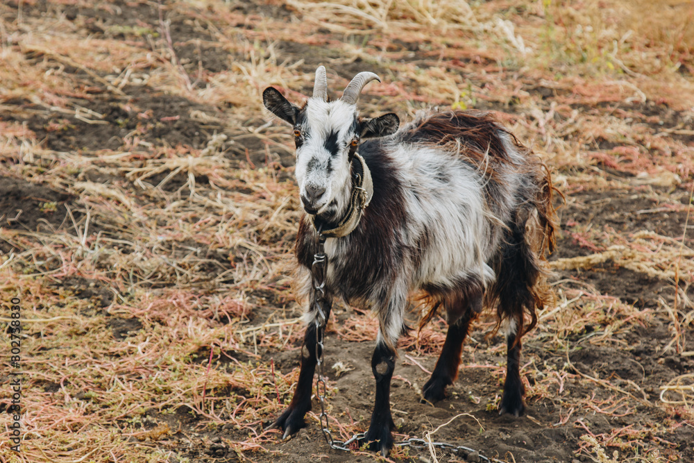 Obraz premium black and white goat with horns growing back on a leash grazes in the field. protection of animals, milk-giving animals.