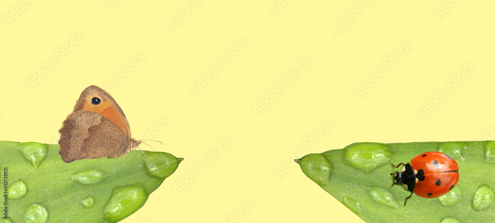 papillon et coccinelle sur feuilles et goutte d'eau sur fond jaune