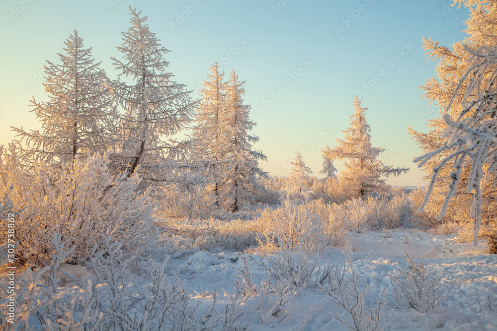  Beautiful winter landscape of tundra , frost on the branches of trees, the first snow, Arctic Circle.