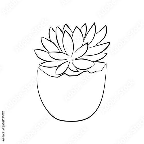 Echeveria. Little plant is growing in an eggshell.
